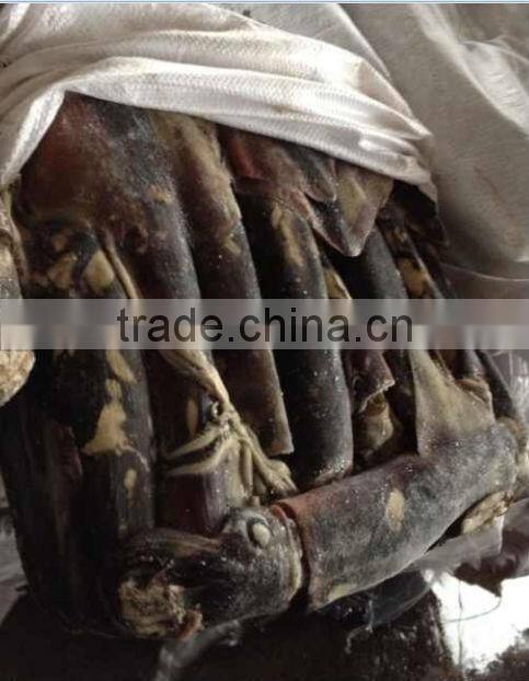 export products peru squid meat WR