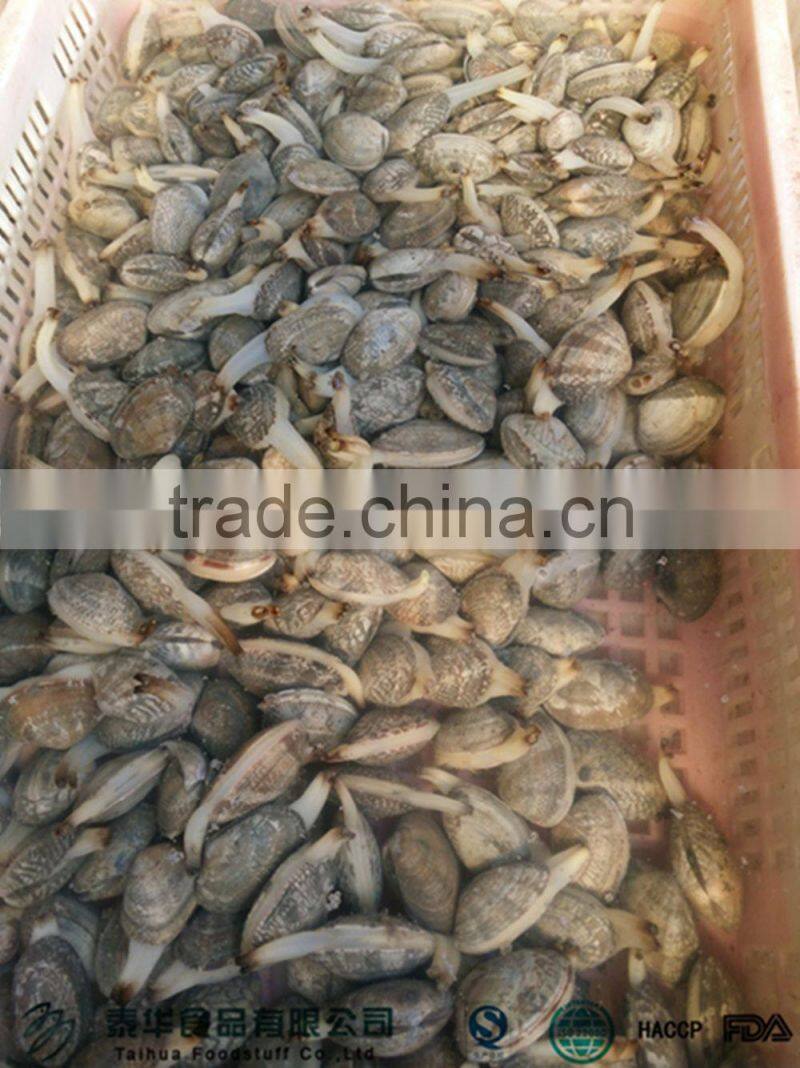 IQF cooked baby clam meat without shell for export