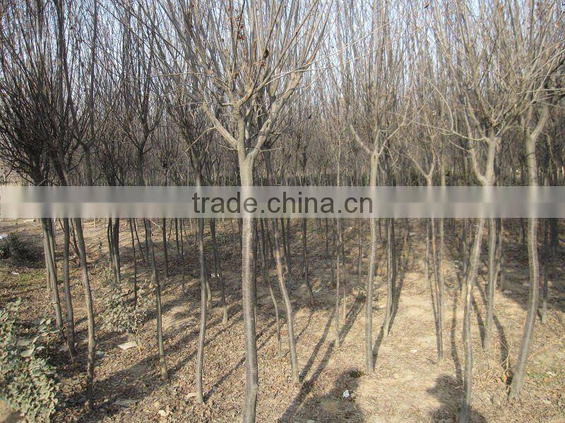 Prunus Cerasifera nigra