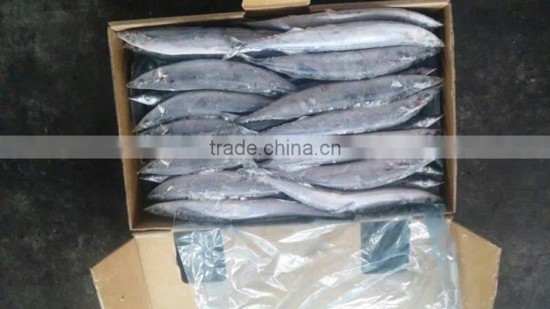 2015 seafrozen pacific saury whole round 0#:140g+
