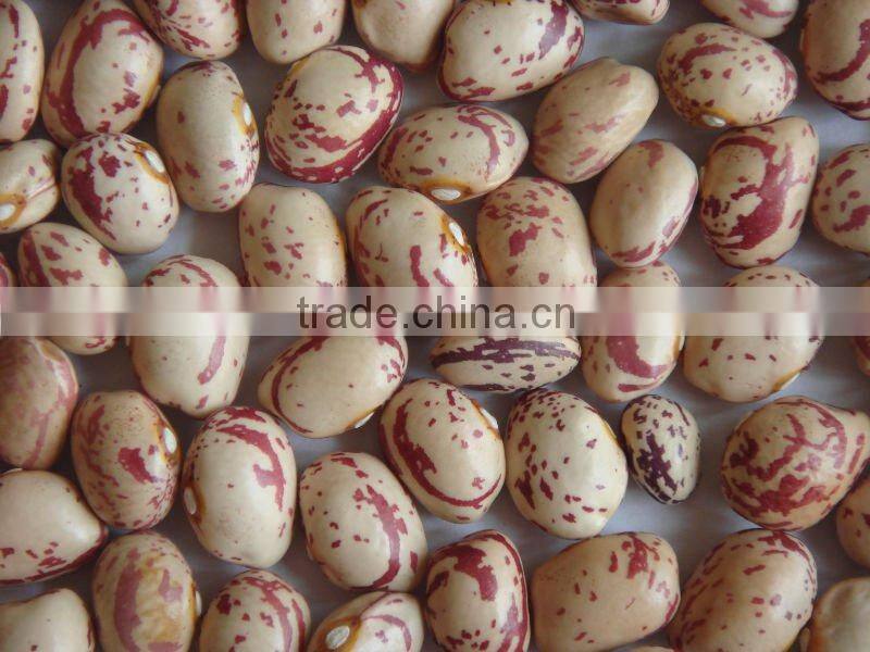 NEW CROP LIGHT SPECKLED KIDNEY BEANS