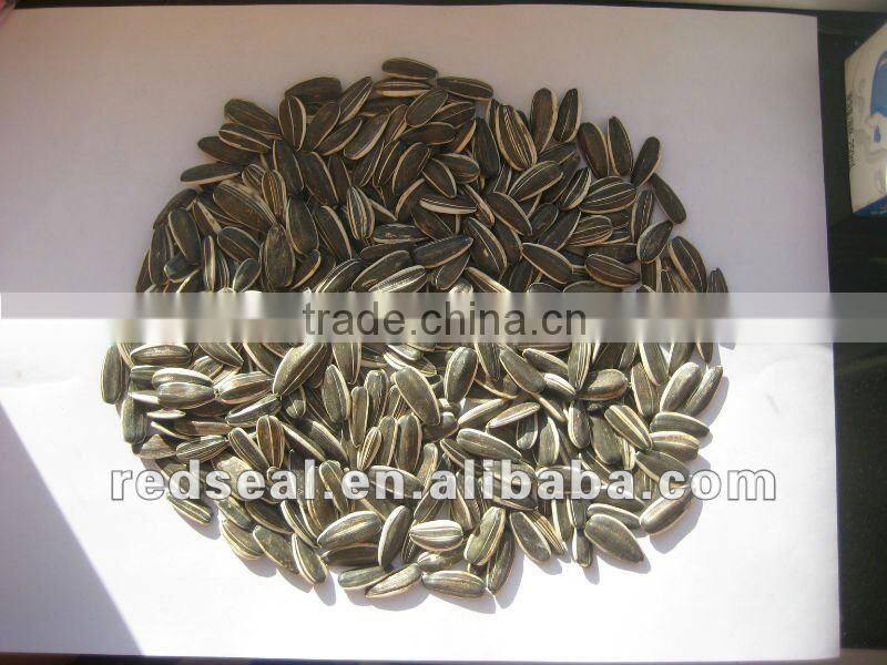 2014 White Sunflower seeds