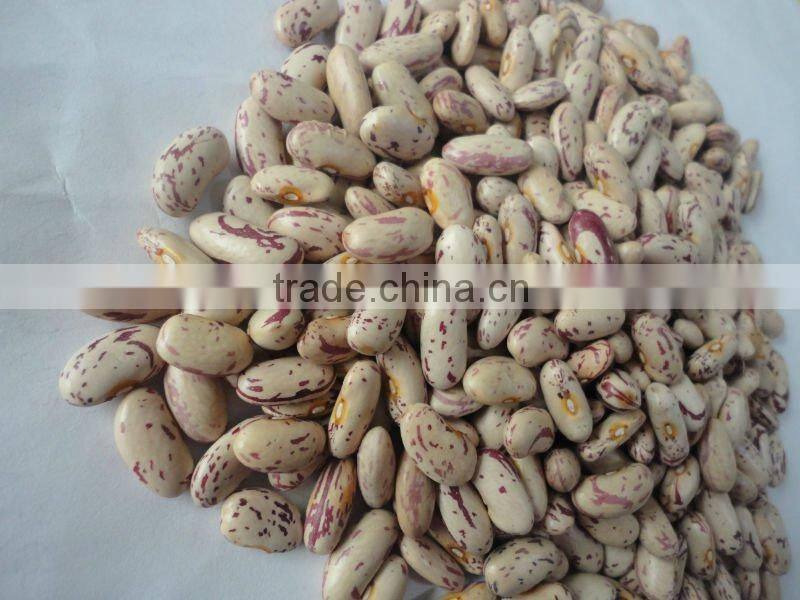 2011 crop light speckled kidney beans