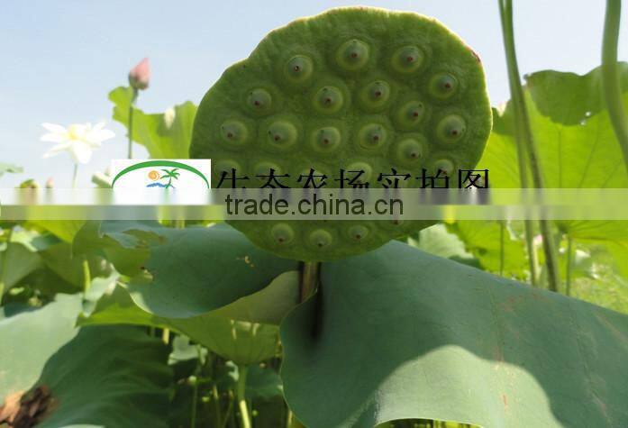 Nelumbo nucifera Gaertn Lotus nut Lotus seeds