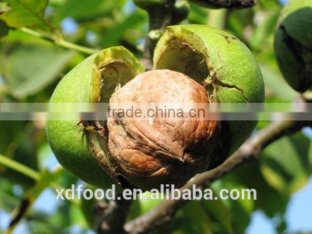 Shanxi Fenyang Mayifang Thin skin Walnuts in Shell,crushed walnut shells,black walnut shells,