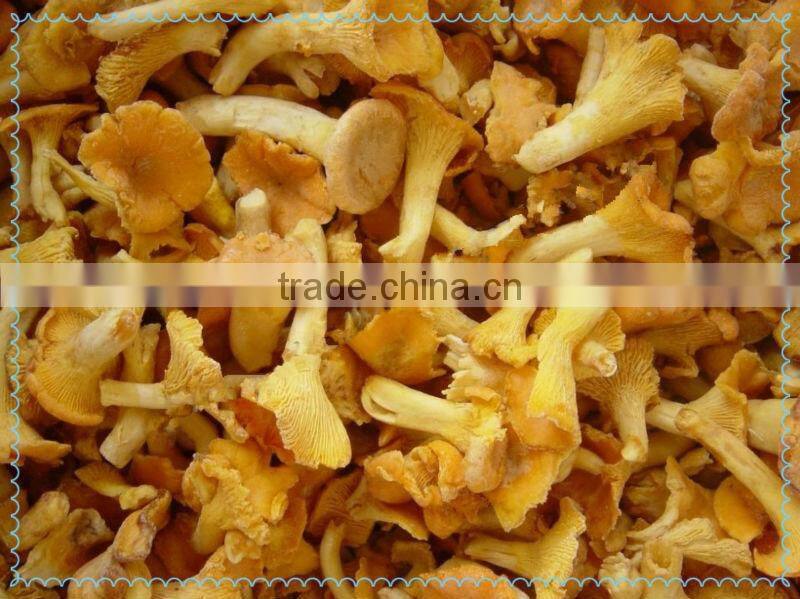 organic dried cantharellus cibarius mushroom
