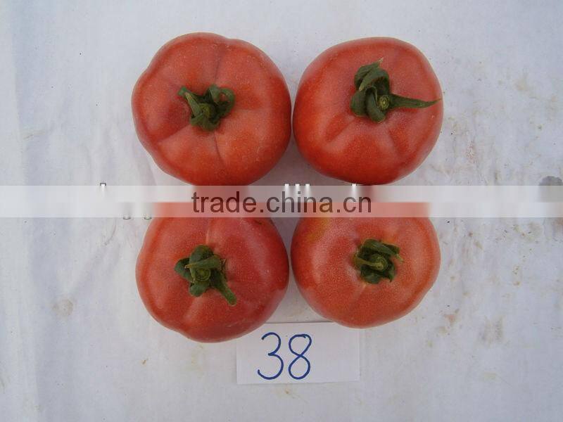 ZhongYan 998 Pink Large Fruit Tomato Seeds