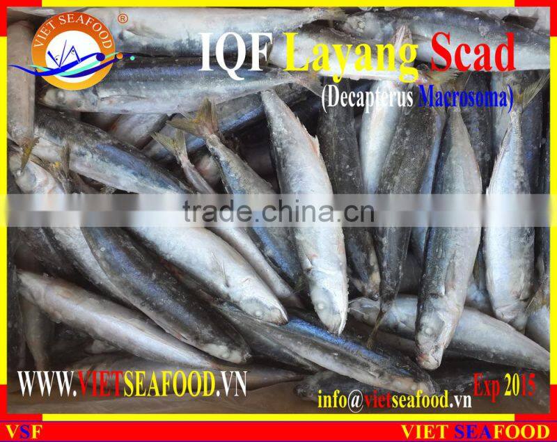 IQF LAYANG SCAD WHOLE ROUND