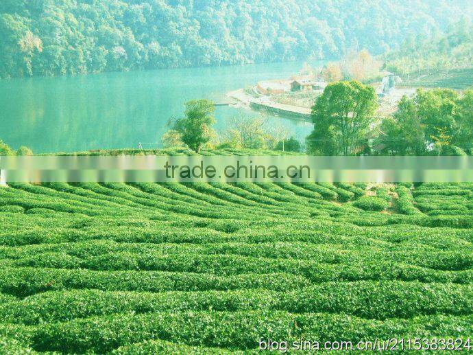 biluochun/green snail spring tea