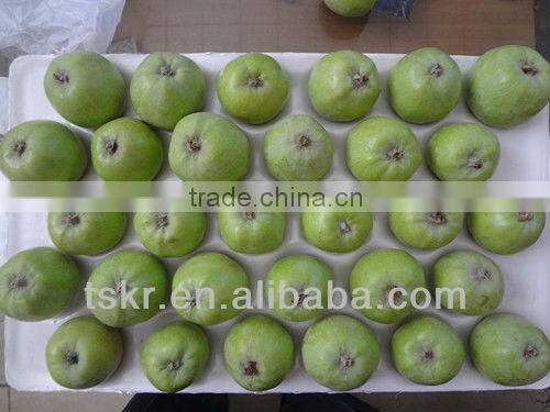 apple fruit fresh olden crisp apples non-bagged golden apples this year