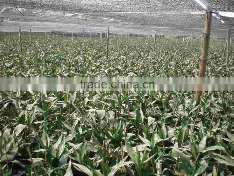 heart shaped love shaped tower lucky bamboo bonsai dracaena sanderiana indoor aquatic feng shui plants nursery garden decoration