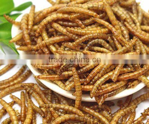 High Nutrition Dried Mealworms for Poultry Feed