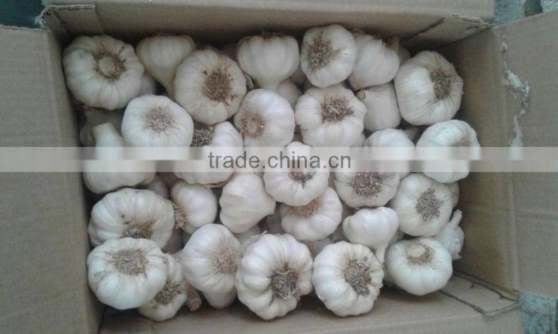 Fresh Garlic natural garlic White garlic