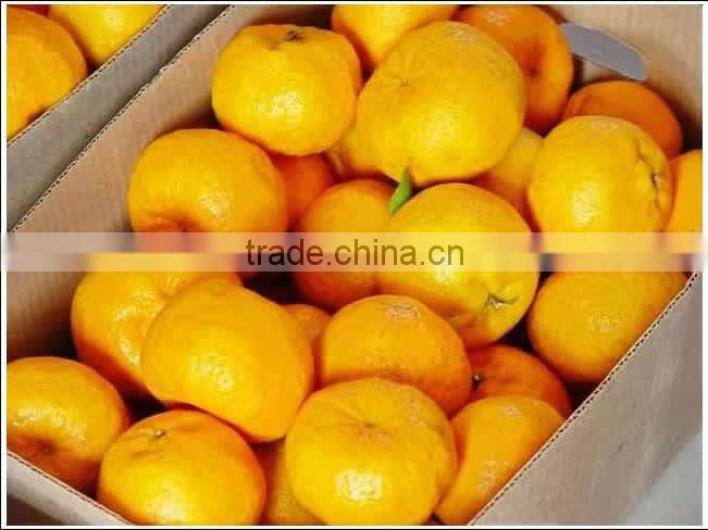Fresh Baby Mandarin Orange Citrus Fruits