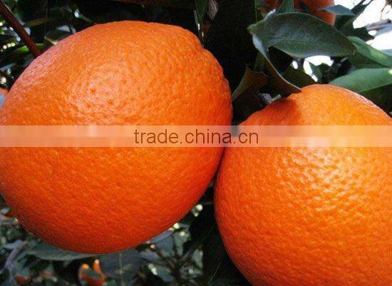 navel orange