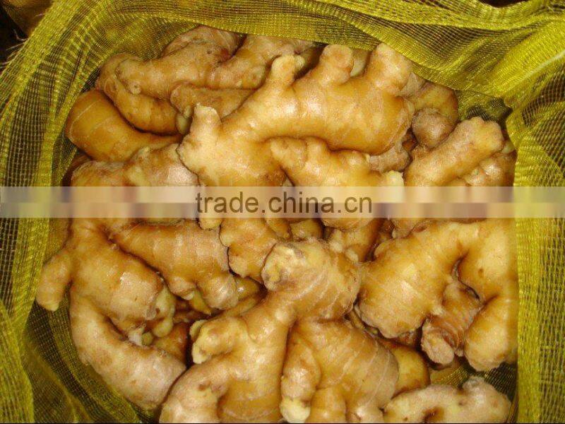 New Chinese Ginger wind dried/ Fresh kept/market spice