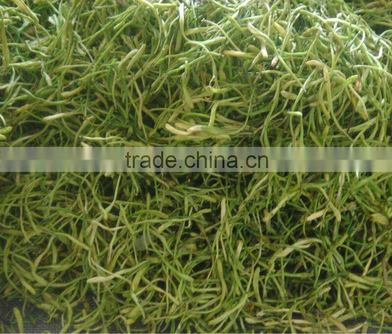 Honeysuckle Extract HoneySuchle Flowers Extract pure chlorogenic acid