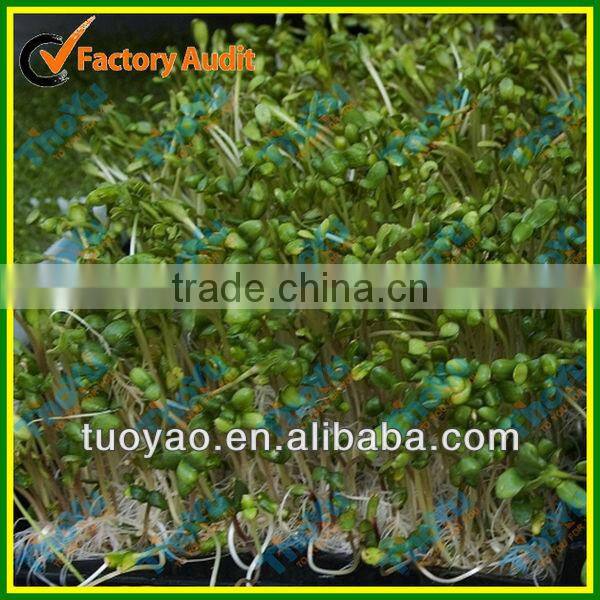 THOYU Brand Salable Germination Chamber with Best Price(Mob:+86-15903675071)