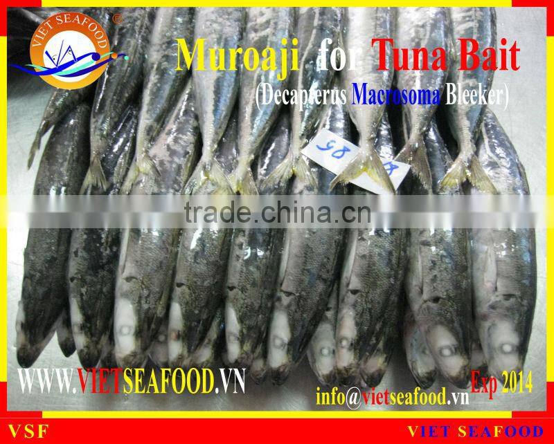 FROZEN MUROAJI FOR TUNA BAIT