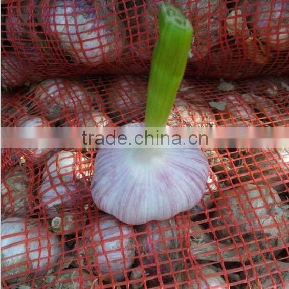 4.5cm pure white garlic China export garlic 10kg carton packing