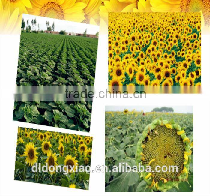 Bakery Sunflower kernels for human consumption