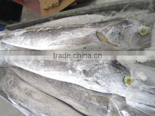 ribbon fish new arrival