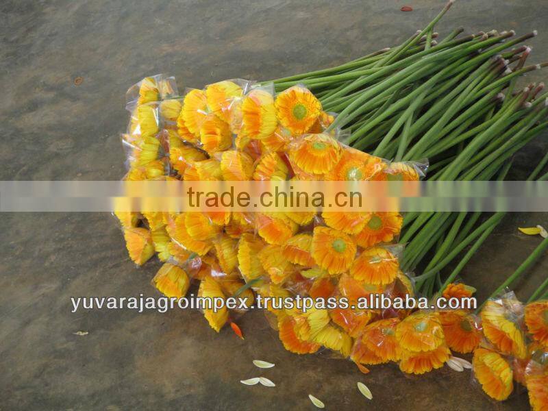 Orange Gerbera Flowers