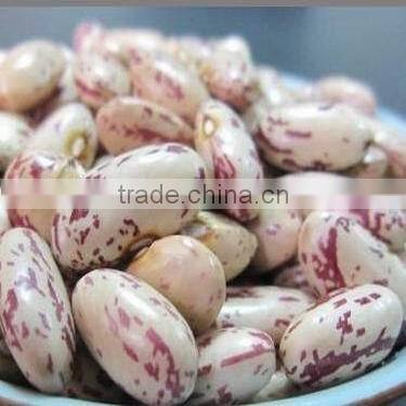 Light Speckled Kidney Bean 2010 long shape