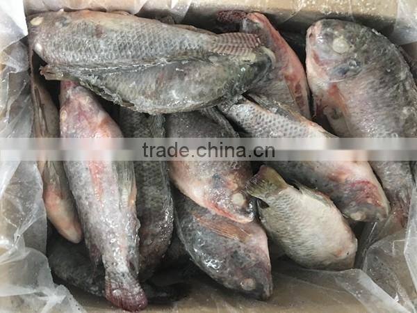 Farm Frozen Tilapia in Fujian