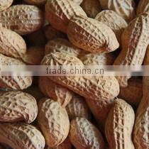 Raw Peanuts Inshell New Crop
