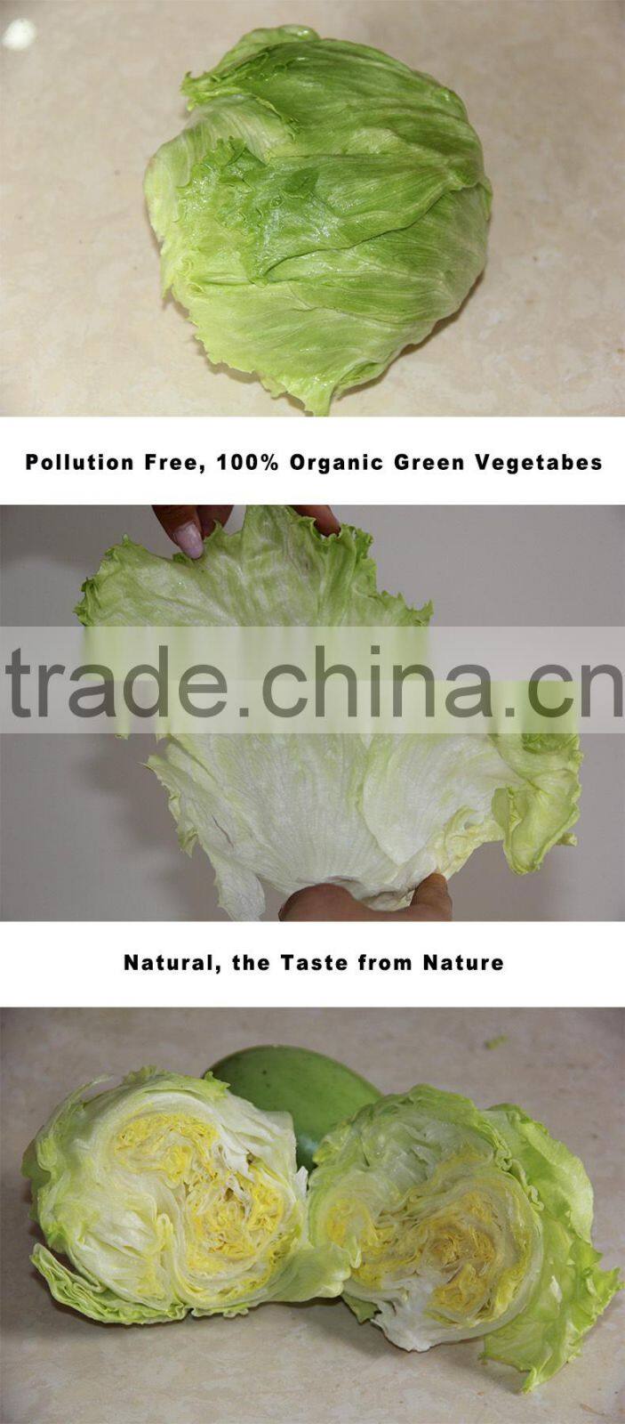 wholesale Green Fresh Lettuce Yunnan origin lettuce