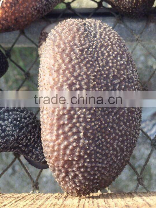 Vietnam Dried Sea Cucumber
