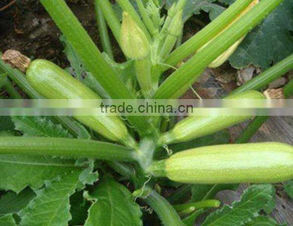 MSQ03 Zaoshu early maturity jade green squash seeds, hybrid zuccini seeds