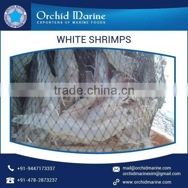 Best Quality Cost Effective White Shrimps of Natural Taste at Low Price