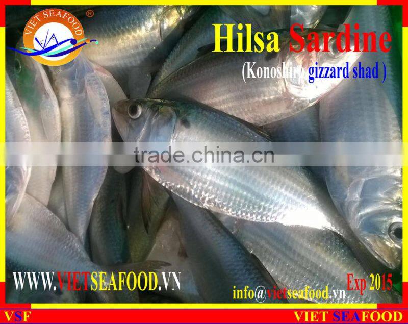 FROZEN DOTTED GIZZARD SHAD FISH