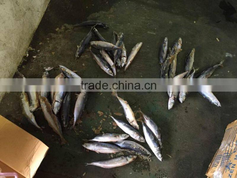 2016 landing sea frozen mackerel 300-500g