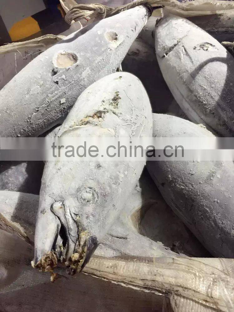 longline frozen skipjack tuna 5kg up ( katsuwonus pelamis)