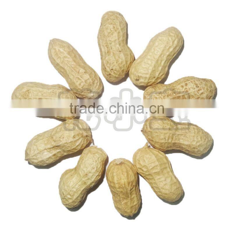 Huaxiaobao Peanut Variety domination: Zhongkaihua 1