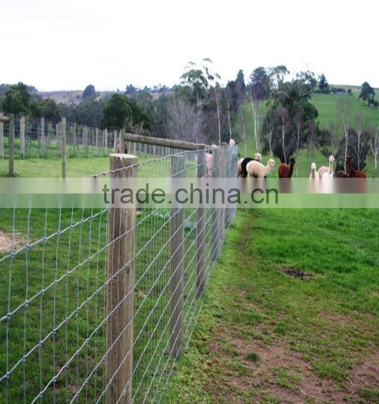 Galvanized fixed knot field fence for goat farm