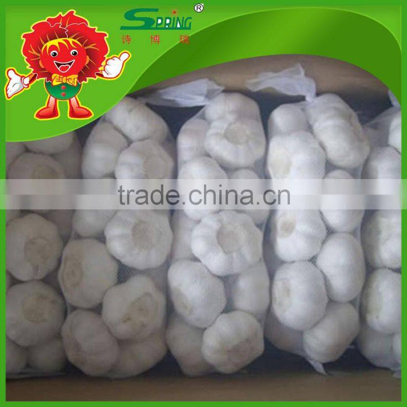 Chinese high quality fresh pure white garlic fresh ginger and garlic