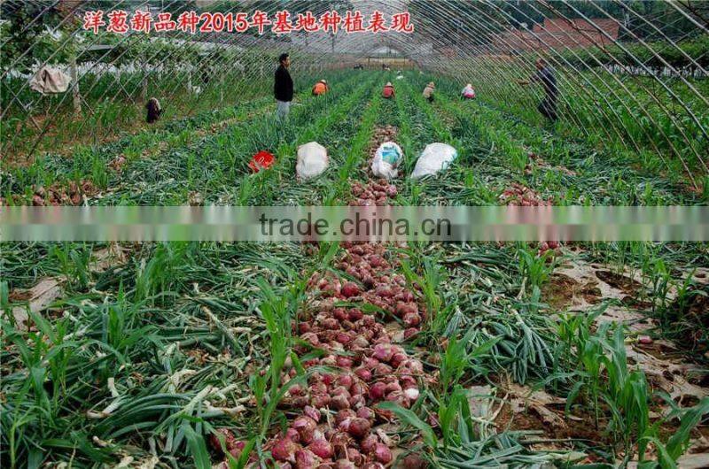 Hybrid onion seeds for growing-red preciousness