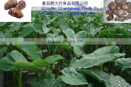 Authenticated GAP New Crop fresh TARO ROOT