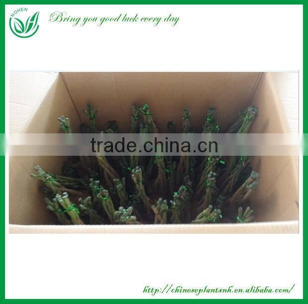 Natural Live Mini Money Tree