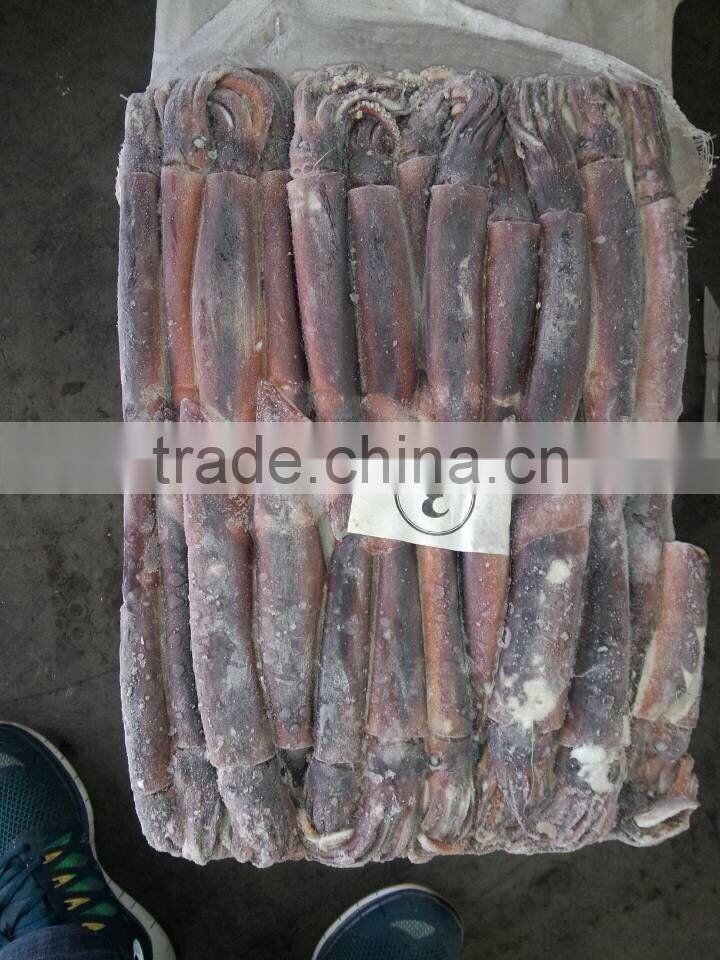 dulse seaweed of illex squid