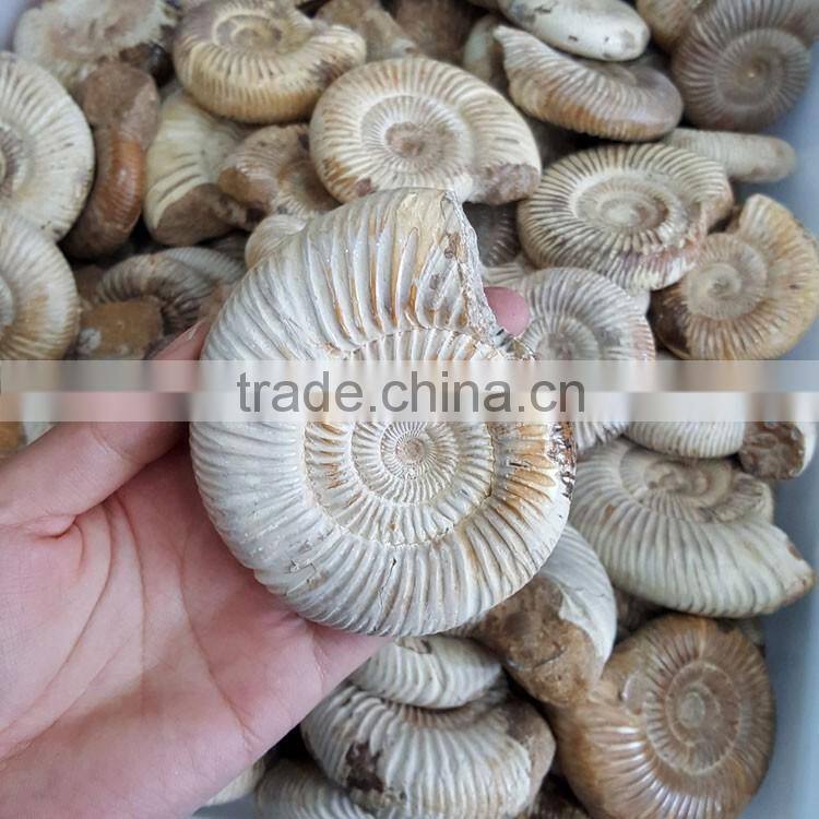 Natural Snail Fossils Ammonite Fossils for Wholesale