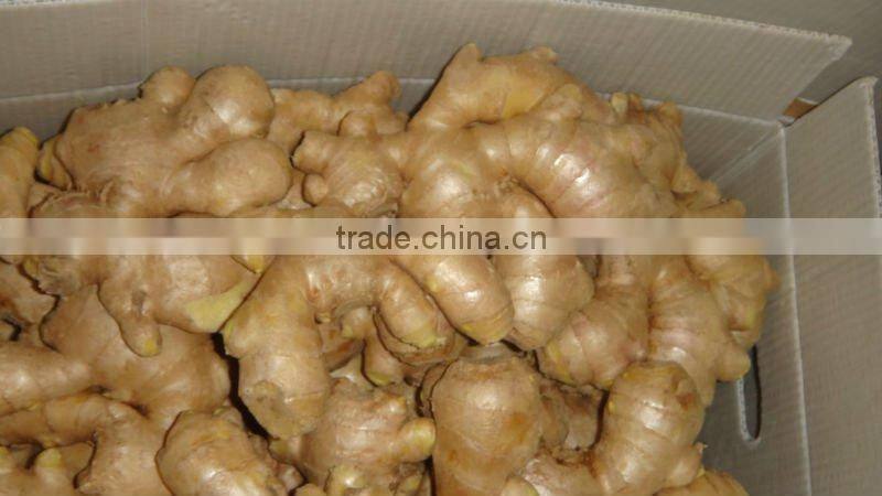Chinese cheaper fresh ginger