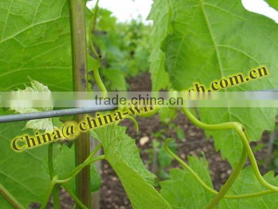 2.4x3.0mm Galvanized Oval Vineyard wire