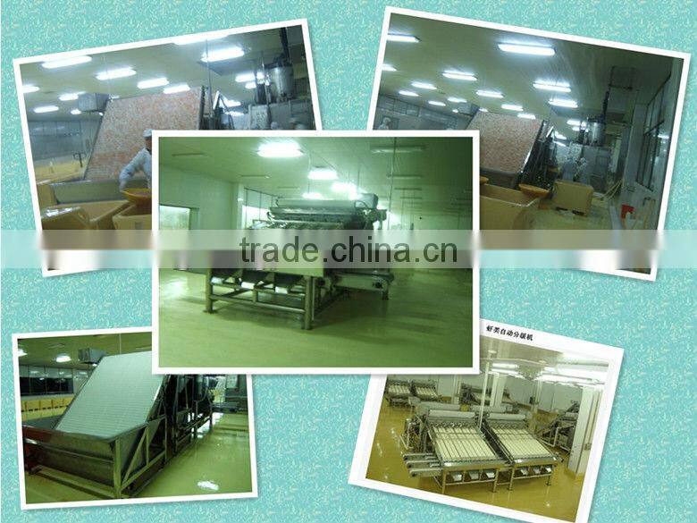 Shrimp Grading Machine