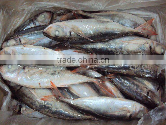 frozen good horse mackerel round scad