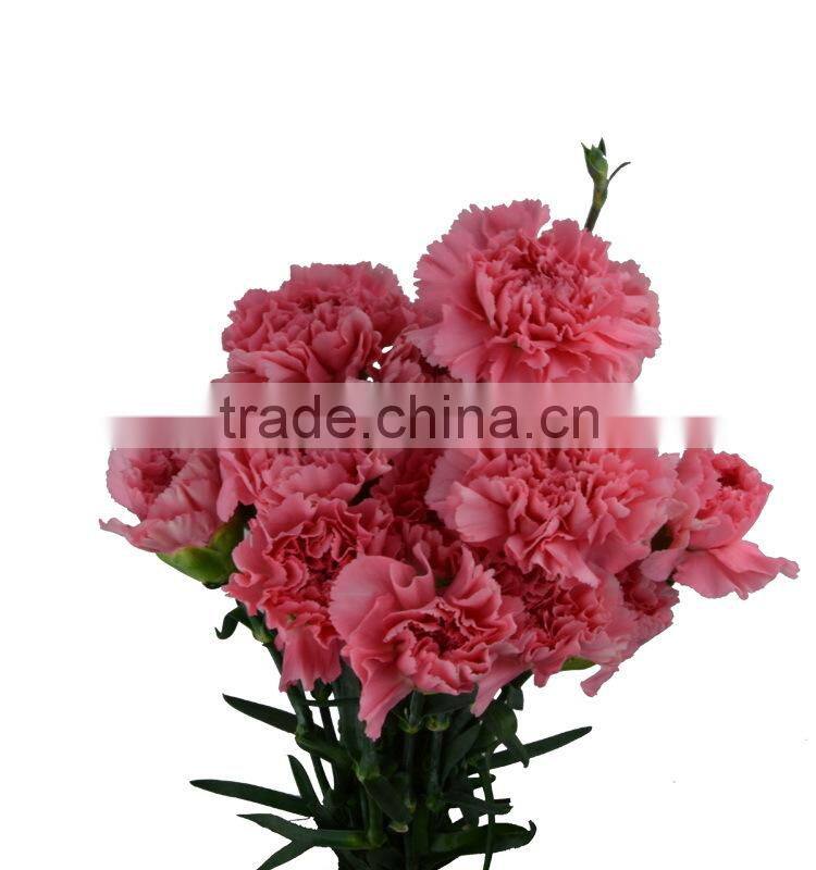 New deep pink carnation flower decorating